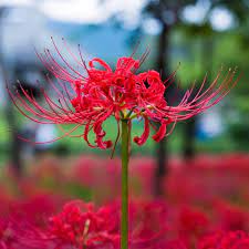 Allium Ampeloprasum Red Spider Lily Lily Plants Easy To Grow Bulbs