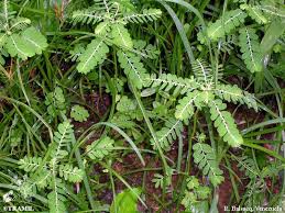 Image result for Phyllanthus polyanthus