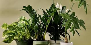 Other decorator plant and flower containers. The 20 Best Indoor Plants For Every Kind Of Person
