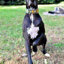 Animals for sale near me, collie poodle mix, mixed breed puppies, pitbull lab, pet for sale, papillon dog for sale, greenfield puppies pa, buying a dog, puppyfind login, vip puppies, big dogs for sale, weimaraner pitbull mix, pitbull mix puppies, little puppies online, great dane boxer mix, tiny dogs for sale, find puppies for sale, cute puppy breeds, pet sites, puppies for sale near me by. Great Dane Rescue Nc Great Dane Rescue Great Dane Adoption Agency Great Dane Rescue Great Dane Great Danes For Adoption