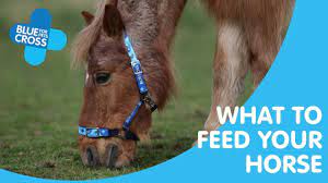 Horse Feeding And Watering Blue Cross