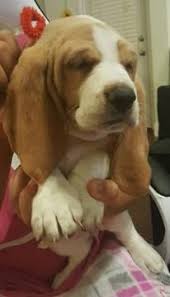500 for a male 600 for a female. Basset Hound Puppy For Sale In Houston Tx Adn 21363 On Puppyfinder Com Gender Female Age 5 Wee Basset Hound Puppy For Sale Basset Hound Puppy Basset Hound