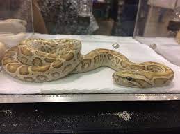 Baby Hypo Burmese Python Burmese Python Snake Lovers Python