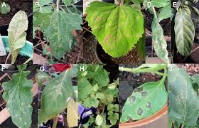 Image result for Barleria megalosiphon