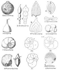 Image result for Pouchetia