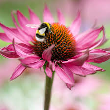 Here's a list of flowers for bees and other pollinators. 10 Bee Friendly Herbs Ideal Home