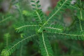 Image result for Phyllanthus amarus