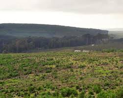 Image result for Cyperus pseudoleptocladus