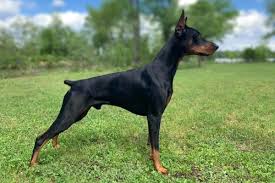 American Vs European Doberman A Side By Side Comparison