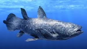 Here is the 24 selection that will be present in cameroon 2022 thank you coelacanthe veripiya. Ark Ep04 Iguanodon Monstrueux Coelacanthe Youtube