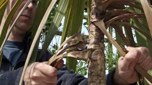 A tree cleaved in half has become an attraction in a residential part of south yorkshire after a dispute between neighbours. How To Grow Cordyline Bbc Gardeners World Magazine