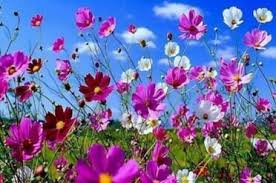 1o Νηπιαγωγείο Βραχναιίκων - Blog