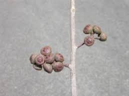 Image result for Eucalyptus cloeziana