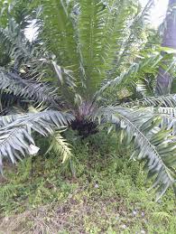 Image result for Encephalartos gratus