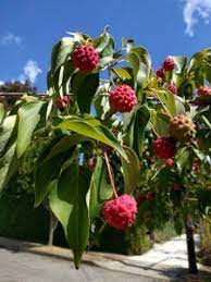 Ornamental trees are prized for their foliage and, above all else, their flowers. Ornamental Trees You Can Grow That Are Edible