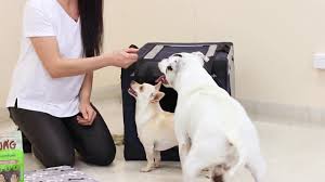 Why puppy socialization is important. Puppy School Puppy Preschool And Training Classes Best Friends Pets