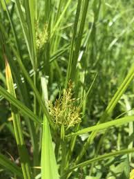 Image result for Cyperus sp. (ex Mariscus sp.no.1)