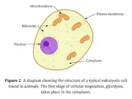 Respiration is a chemical reaction that happens in all living cells, including plant cells and animal cells. What Is The Point Of Glycolysis In Animal Cells Undergoing Anaerobic Respiration