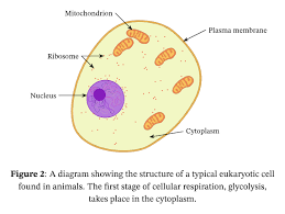Lesson Explainer Glycolysis Nagwa