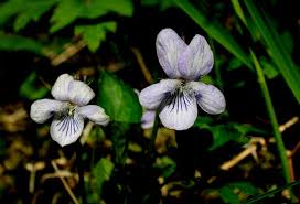 Image result for Viola eminii