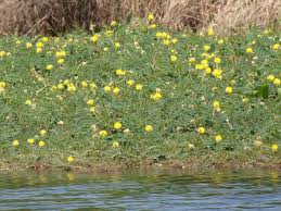 Parthenium weed started growing around his property and when he tried to remove it manually, he had a severe allergic reaction which blistered his. Https Iopscience Iop Org Article 10 1088 1755 1315 380 1 012004 Pdf
