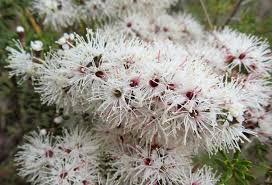 Image result for Annickia ambigua