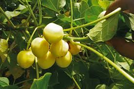 Image result for Jatropha hirsuta