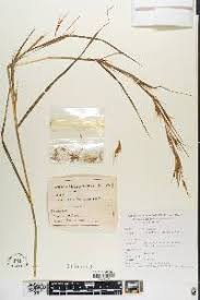 Image result for Hyparrhenia nyassae