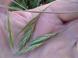 Image result for Bromus catharticus