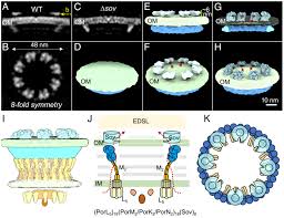 A unique bacterial secretion machinery with multiple secretion centers |  PNAS
