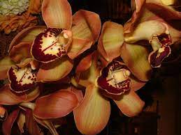 Pin On The Orchidorium