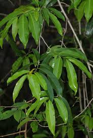 Image result for Artabotrys