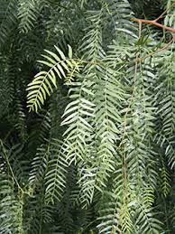 Image result for Schinus molle