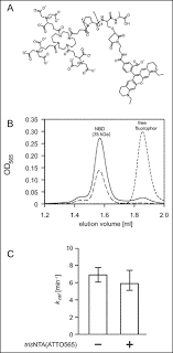 I'm concentrating on those concepts that may be widely misunderstood and/or not well described in most textbooks. Kinetics Of The Atp Hydrolysis Cycle Of The Nucleotide Binding Domain Of Mdl1 Studied By A Novel Site Specific Labeling Technique Journal Of Biological Chemistry