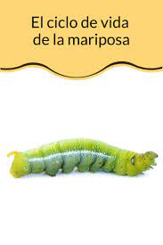 Pin En Animales