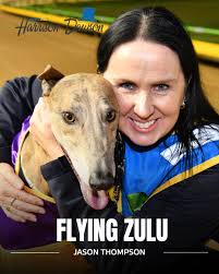Flying Zulu has the looks... and the talent. He made his second  Harrison-Dawson his own!