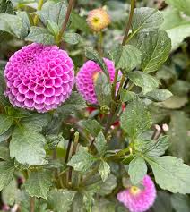 Image result for Stolzia