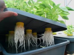 Set mini hidroponik plak tengah nak cari meja nak letak. 20 Tanaman Hidroponik Teknik Hidroponik Takung Images Teknologi Dan Alamiah