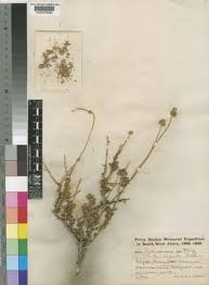 Image result for Rennera limnophila