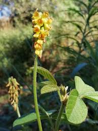 Image result for Eriosema parviflorum