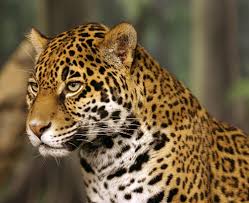 Adam schefter espn senior writer. Scientists Identify 20 Million Acre Habitat Area For Jaguars In Arizona New Mexico Center For Biological Diversity