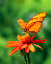 18 march at 15:26 ·. Orange Things 50 Things That Are Orange In Nature Colors Explained