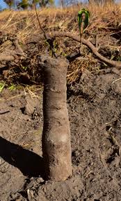 Image result for Strychnos gossweileri