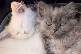 Occasionally spaying a cat in heat leads to dramatic mammary gland development in the recovery period. Neutering In Cats Conditions Treated Procedure Efficacy Recovery Cost Considerations Prevention