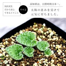 Image result for Eriospermum porphyrium