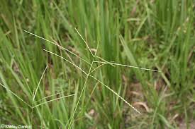 Image result for Digitaria brazzae