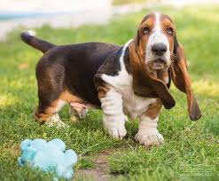 I've seen very few bassets that *i* would consider lemon, but i've had plenty of pups born white that darkened to a very respectable red. All The Colors And Markings Of Basset Hound With Pictures
