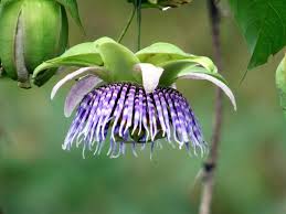 Image result for Passiflora ligularis
