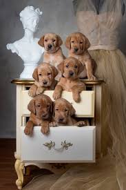 Has lots you'll find the occasional silver, white (which is really just light yellow), or even red fox labradors listed. Balsam Branch Kennel Fox Red Lab Puppies For Sale Located In Balsam Lake Wisconsin