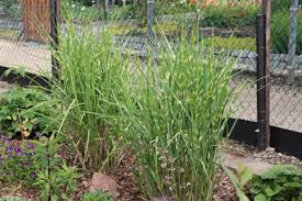 Ziergräser sind wahre blickfänge im garten, auf dem balkon oder der terrasse. Graser Schneiden Wann Werden Welche Ziergraser Verschnitten Gartendialog De